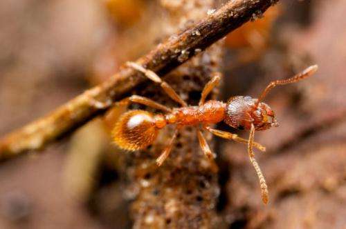 European fire ant impacts forest ecosystems by helping alien plants spread
