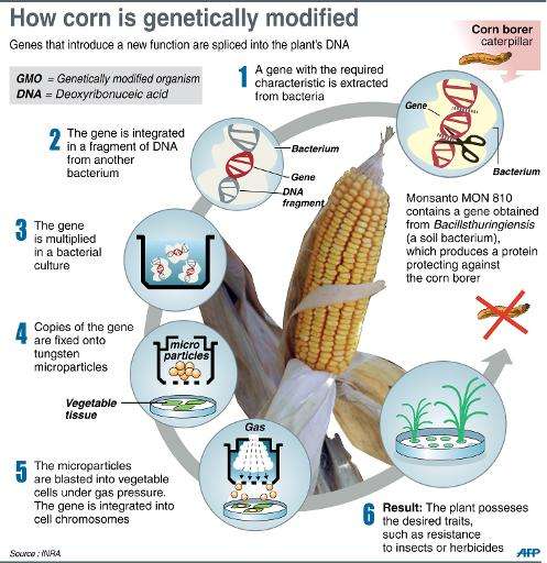 Even though most processed foods now contain at least one genetically modified ingredient, there's no national requirement in th