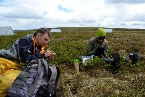Evergreens restrict Arctic tundra responses to climate change