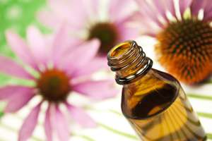 “Evidence is weak" for cold treatment with echinacea