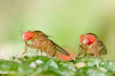 Evolution in rainforest flies points to climate change survival