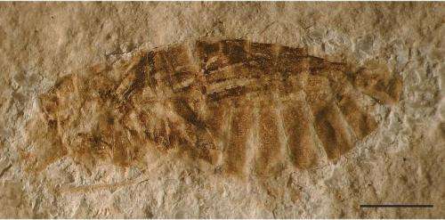 Exceptionally well preserved insect fossils from the Rh&amp;ocirc;ne Valley