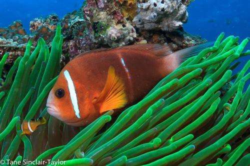 Expedition finds Nemo can travel great distances to connect populations