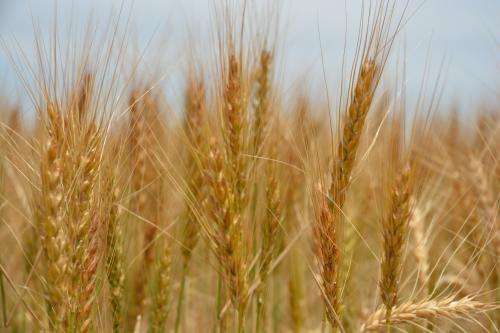 Expert cautious about plant growth regulators for wheat