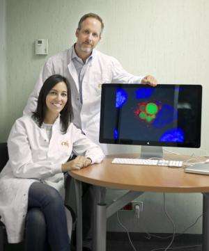 CNIO的专家发现了导致肿瘤发展的发光细胞