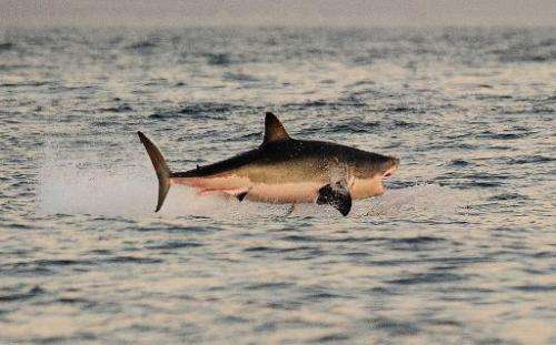 Experts say attacks by sharks are increasing as water sports become more popular