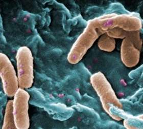 Exploring a microbial arms race