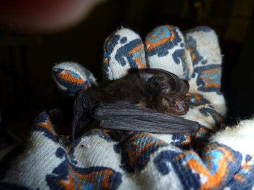 'Extinct' bat rediscovered after 120 years in the wilderness