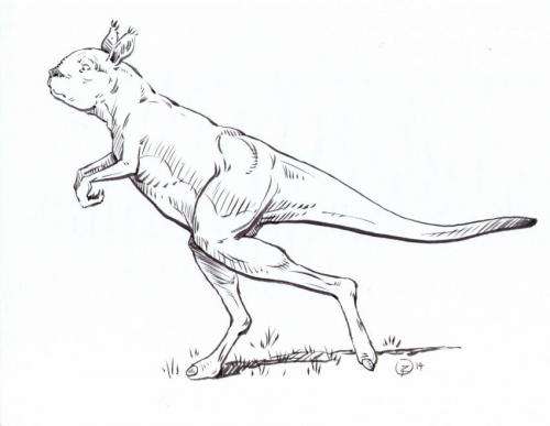 Extinct giant kangaroos may have been hop-less