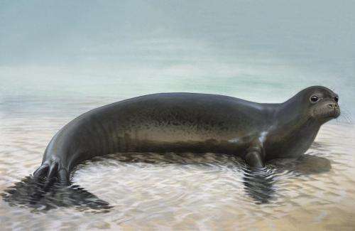 Extinct relative helps to reclassify the world's remaining 2 species of monk seal