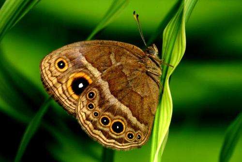 'Eyespots' in butterflies shown to distract predatory attack