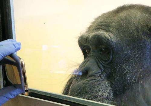 Empathy chimpanzees offer is key to understanding human engagement