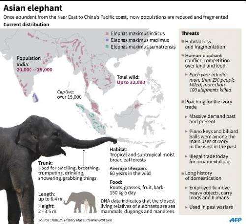 Factfile on Asian elephants