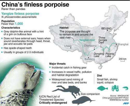 Factfile on China's finless porpoise