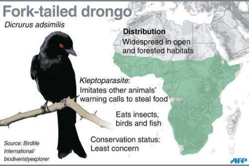 Fact file on fork-tailed drongos, known to imitate other animals' warning calls to steal food