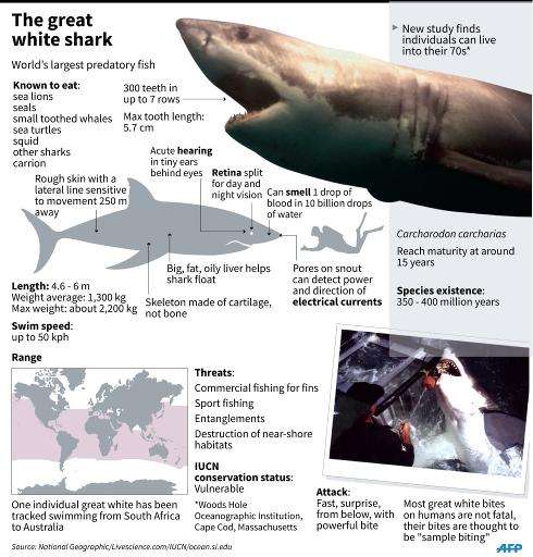 Factfile on great white sharks