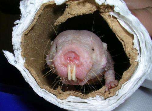 Factor in naked mole rat's cells enhances protein integrity