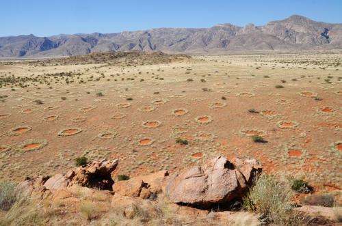 Fairy circles apparently not created by termites after all