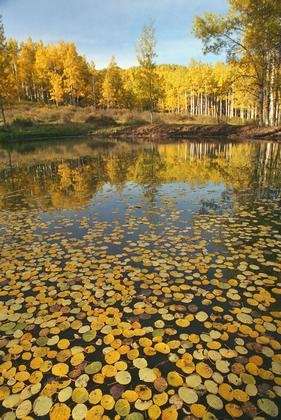 Fall aspen tree colors setting up for prime time, says CU-Boulder prof