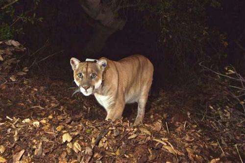 Famed Los Angeles mountain lion appears recovered