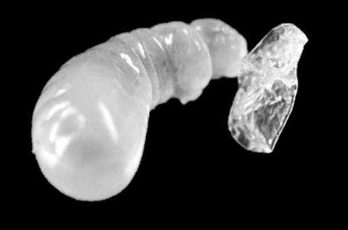 Far from powerless: Ant larvae cannibalize eggs, are influenced by relatedness and sex