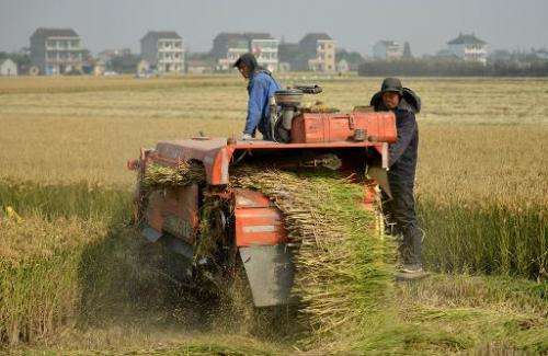 Farmers harvest a rice crop in the village of Gangzhong in China's eastern Zhejiang province on November 19, 2013