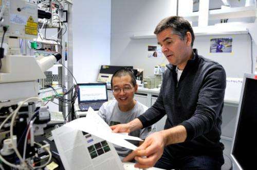 Fast and reliable: New mechanism for speedy transmission in basket cells discovered