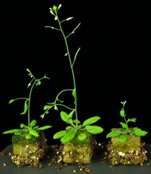 Faster cell mixing leads to larger plants