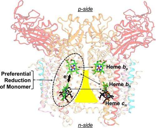 Fat molecules influence form and function of key photosynthesis protein