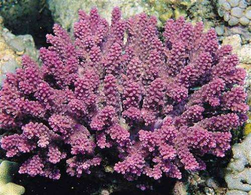 Feds protect 20 species of coral as threatened