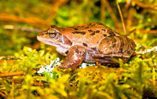 Female frogs modify offspring development depending on reproduction date