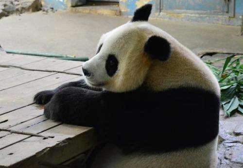 Female panda Juxiao, who gave birth to panda triplets on July 29, 2014 at a safari park in the Chinese city of Guangzhou
