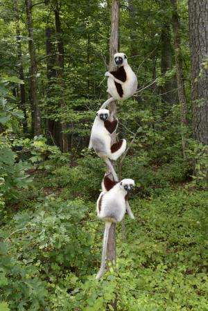 Lemur lovers sync their scents