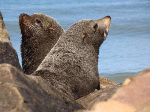 Seals and sea lions likely spread tuberculosis to humans, new research shows