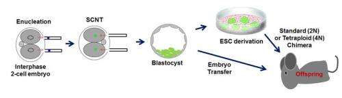 Embryonic stem cells: Reprogramming in early embryos