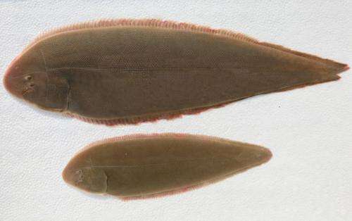 Two papers unraveled the mystery of sex determination and benthic adaptation of the flatfish