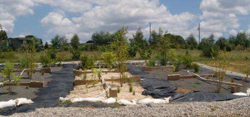 Filter bed substrates, plant types recommended for rain gardens