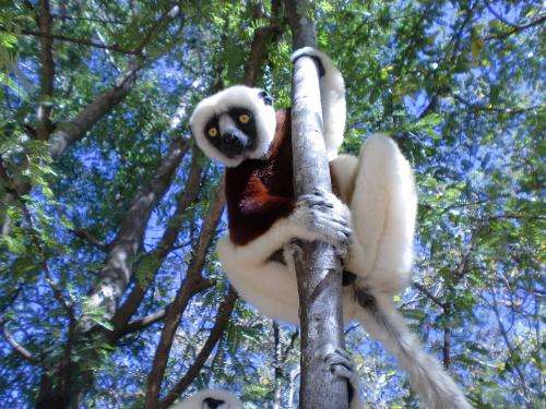 Finding how many Coquerel’s sifaka exist