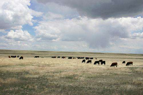 Finding long-term links between weather and cattle production