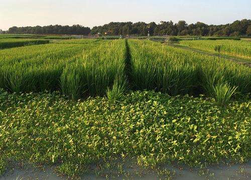 Finding rice traits that tackle climate-change challenges