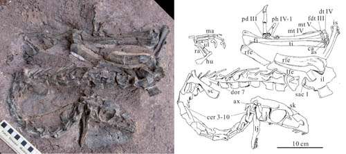 First asian coelophysoid dinosaur discovered in Lufeng, Yunnan, China