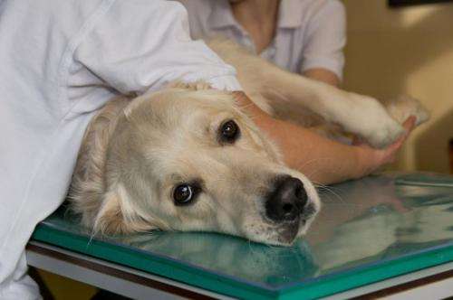 First cancer immunotherapy for dogs developed