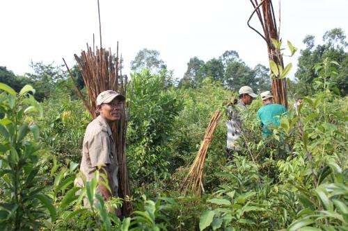 First-ever book on Mekong rattan species aims to promote sustainable practices