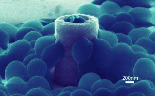 First look at how individual Staphylococcus cells adhere to nanostructures could lead to new ways to thwart infections