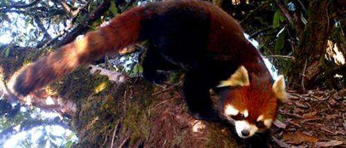 First video footage of wild red pandas in Myanmar