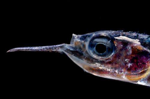 Fish biomass in the ocean is 10 times higher than estimated