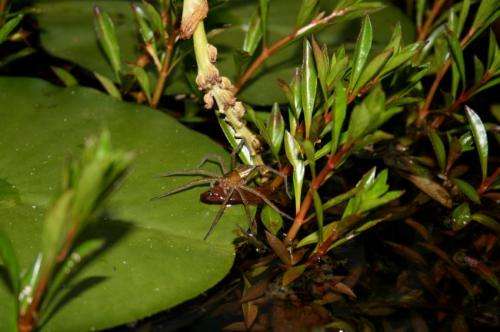Fish-eating spiders discovered in all parts of the world