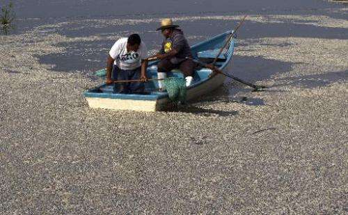 Fishermen collect dead &quot;popocha&quot; fish at the Cajititlan lagoon in Tlajomulco de Zuniga, Jalisco State, Mexico, on  Sep