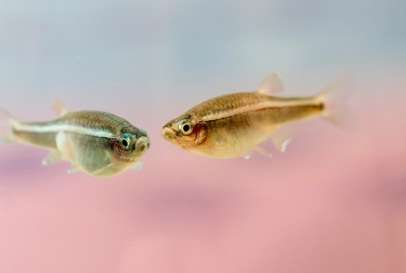 Fish exposed to antidepressants exhibit altered behavioral changes