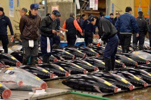 Fishmongers inspect bluefin tunas at Tokyo's Tsukiji fish market on January 5, 2014